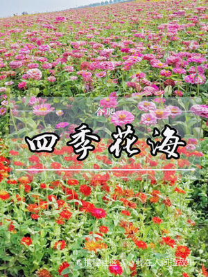 合肥四季花海要门票吗