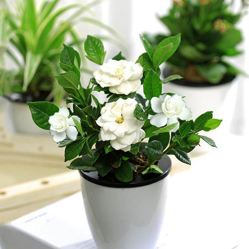 栀子花适合在室内养吗